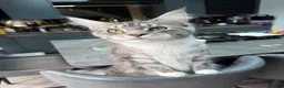 Maine Coon cats for sale: Main coon kittens  - Advert 1