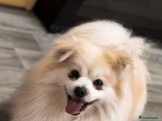 Mixed Breed dogs Gentle White Pomeranian Needs Loving Forever Home - Advert 2