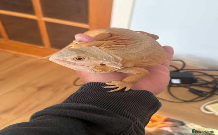 Bearded Dragon reptiles - Advert 15