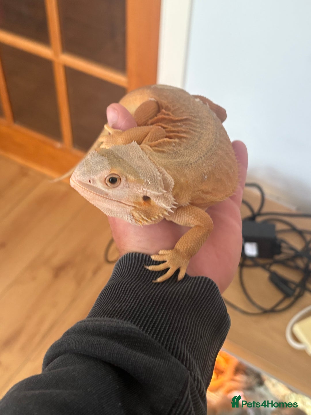Bearded Dragon reptiles for sale: Bearded dragons for sale  - Image 1