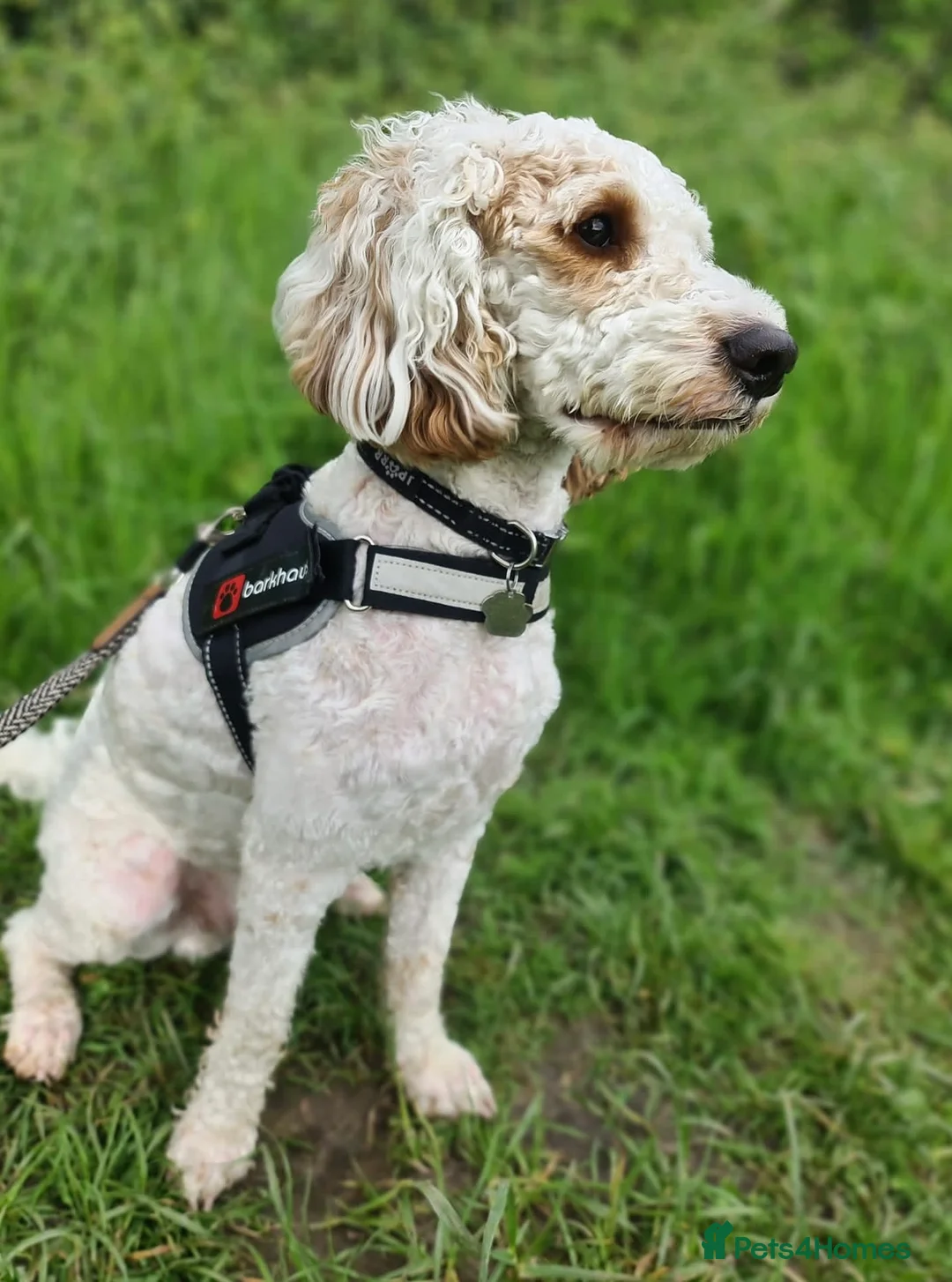 Cavapoo dogs for stud: Extensively health tested Cavapoo stud proven in Ilkeston - Advert 10