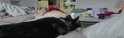 Pomsky dogs for sale: Female F1 pomsky - Advert 2