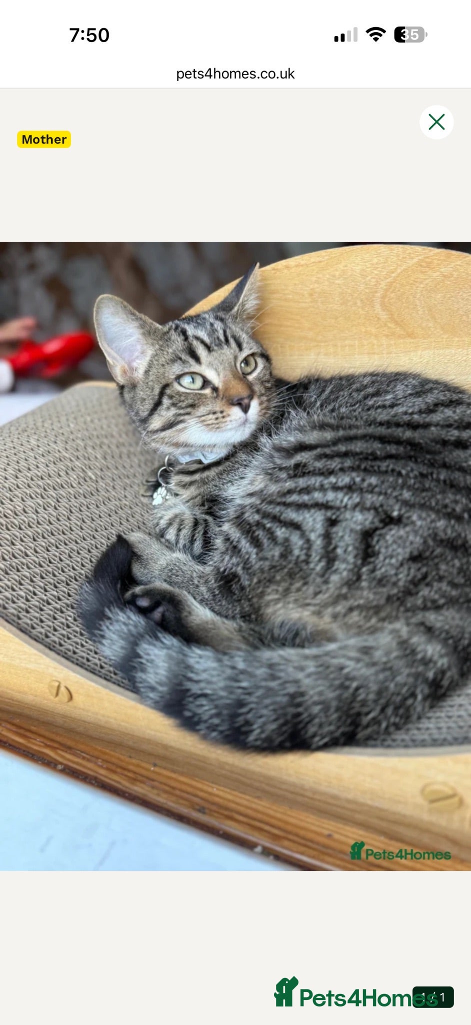 Mixed Breed cats Bengal X Tabby cat  - Advert 1