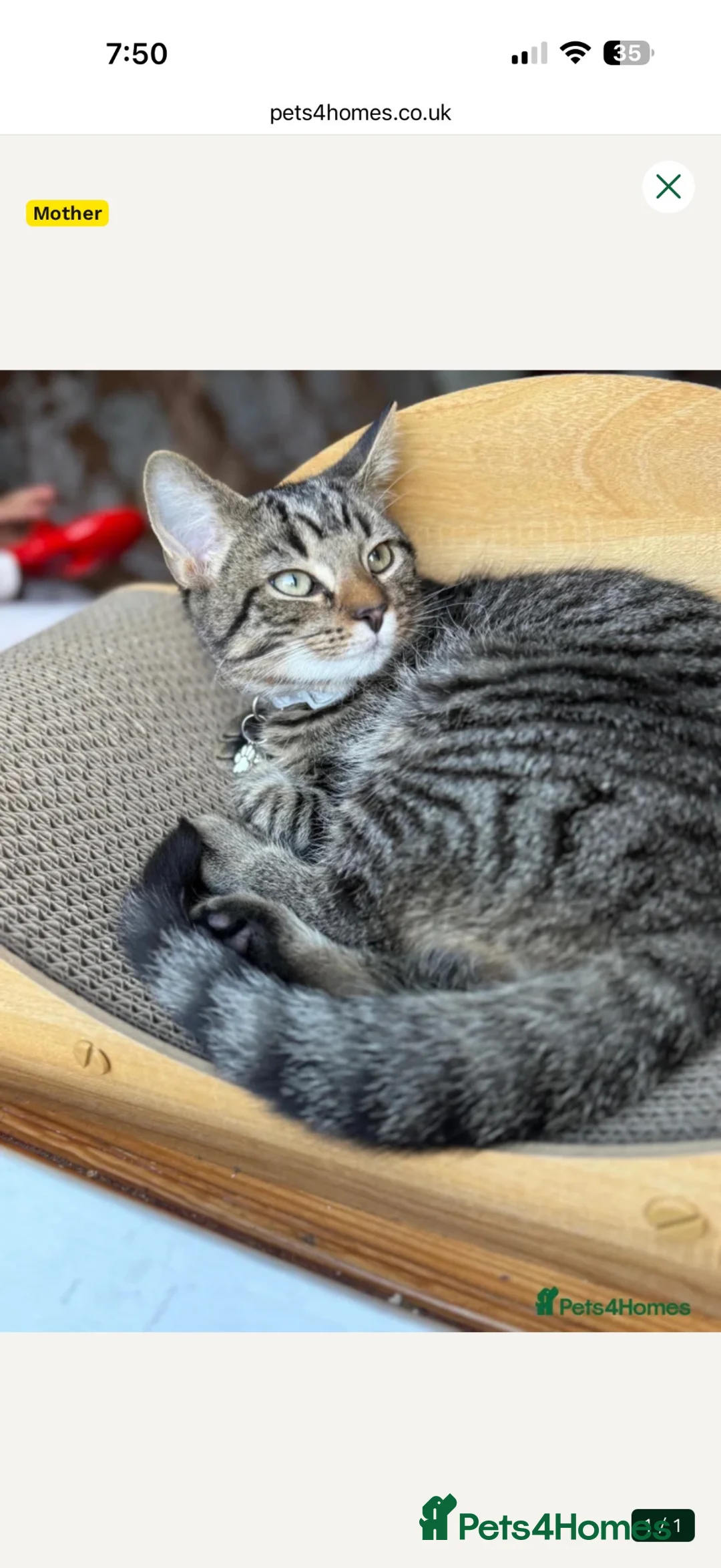 Mixed Breed cats for sale: Bengal X Tabby cat  - Advert 1