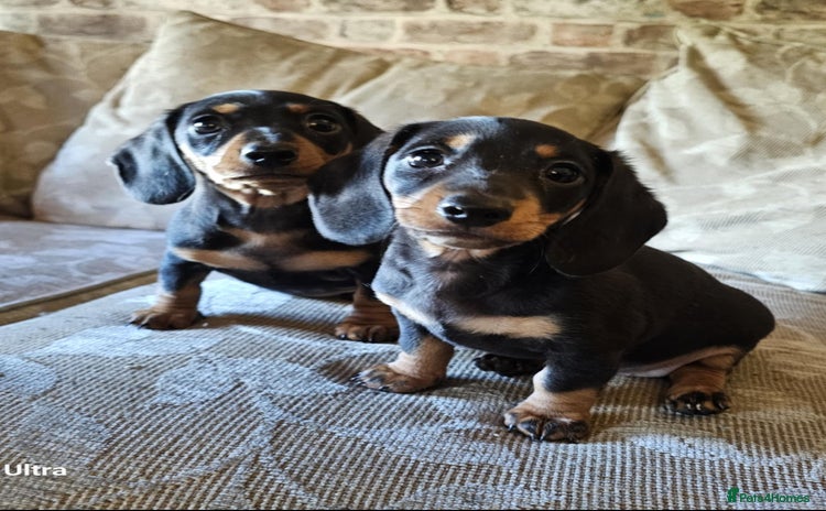 Miniature Dachshund dogs - Advert 1