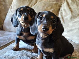 Miniature Dachshund dogs - Advert 35