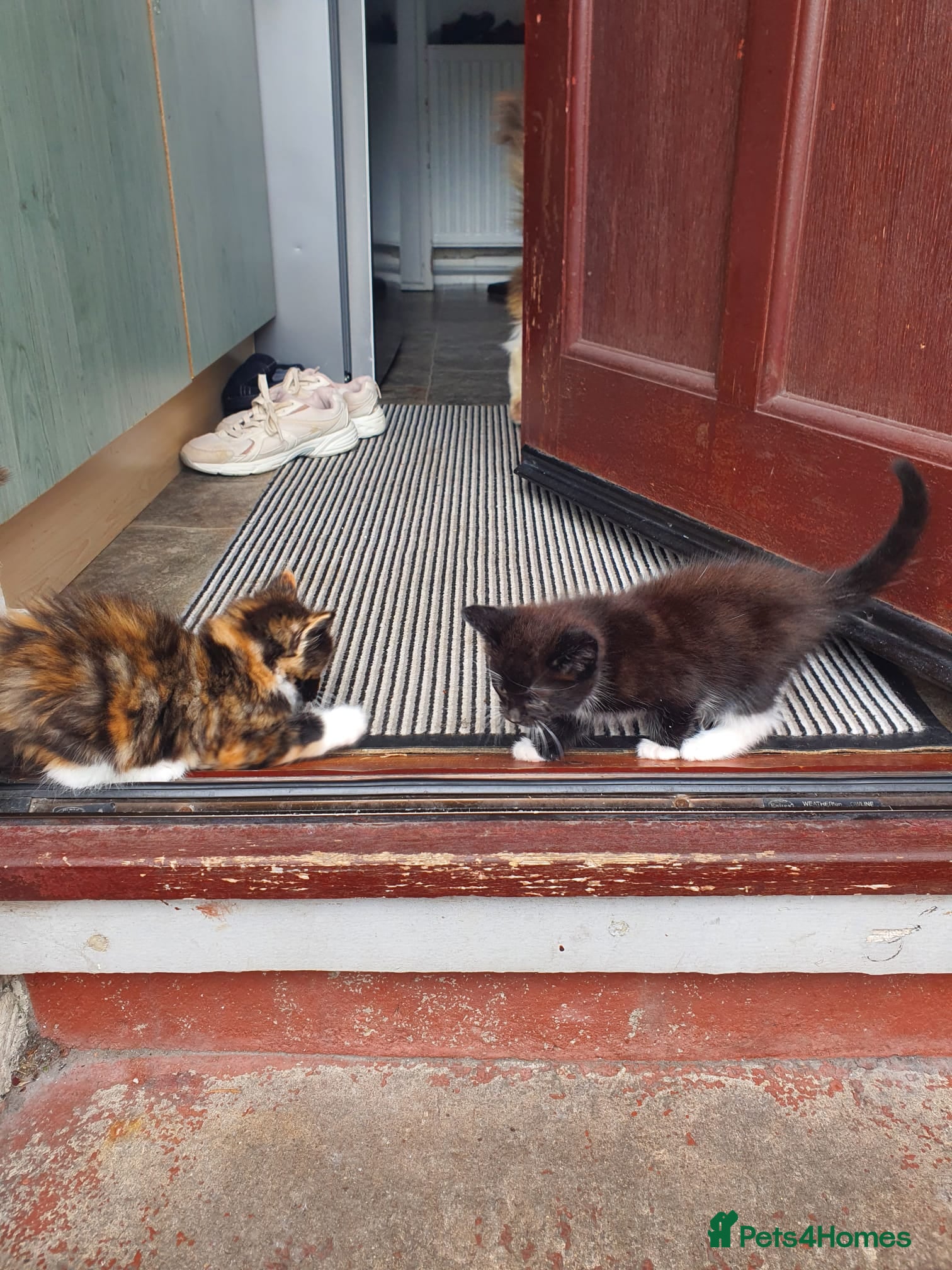 Mixed Breed cats 2 kittens for sale  - Advert 3