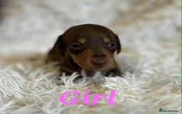 Miniature Dachshund dogs for sale: Miniature dachshund  - Image 5