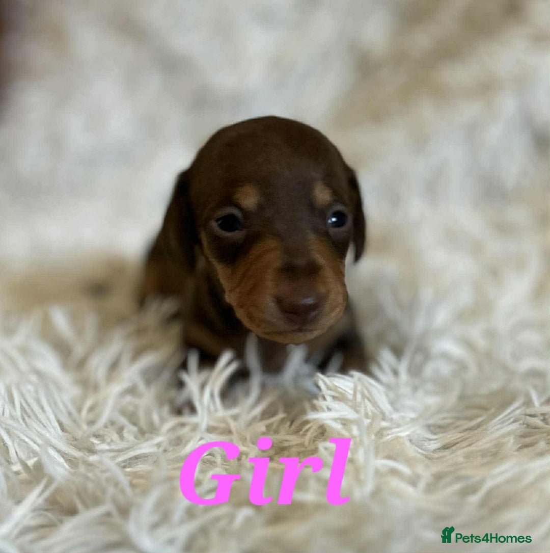 Miniature Dachshund dogs for sale: Miniature dachshund  - Image 5