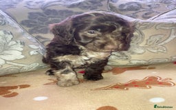 Cockapoo dogs for sale: Merle Cockapoos - Advert 7