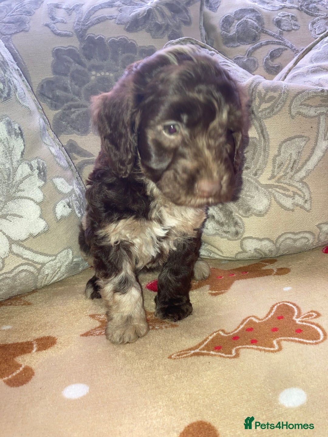 Cockapoo dogs for sale: Merle Cockapoos - Advert 7