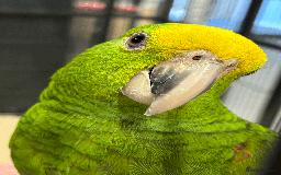 Parrots birds for sale: Baby hand reared Double yellow headed amazon  - Image 2