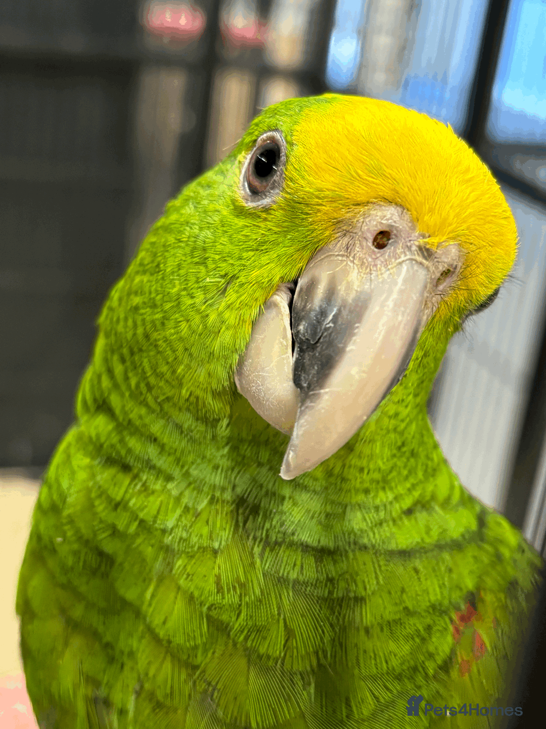 Parrots birds for sale: Baby hand reared Double yellow headed amazon  - Image 2