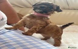 Shorkie dogs for sale: Shih Tzu cross Yorkshire terrier - Image 5