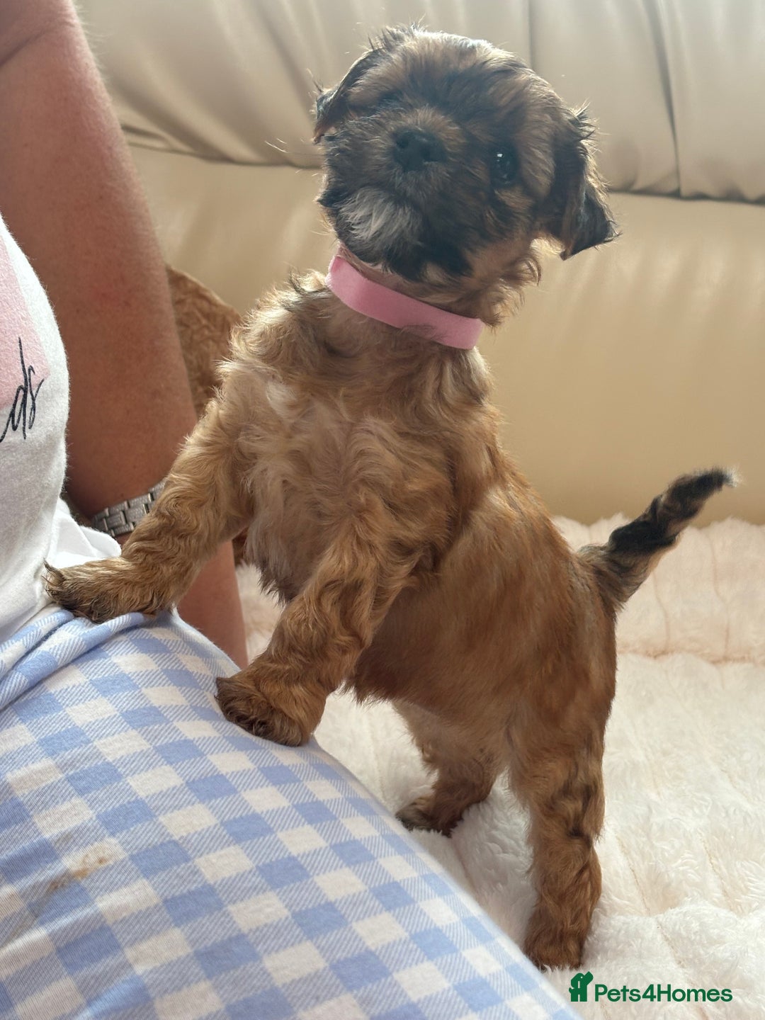 Shorkie dogs for sale: Shih Tzu cross Yorkshire terrier - Image 5
