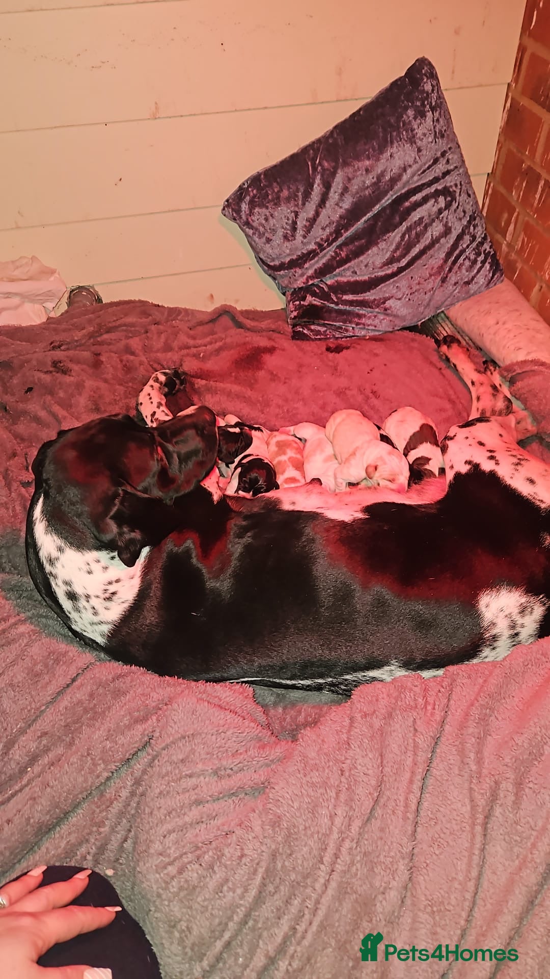 Pointer dogs for sale: English pointers - Advert 2