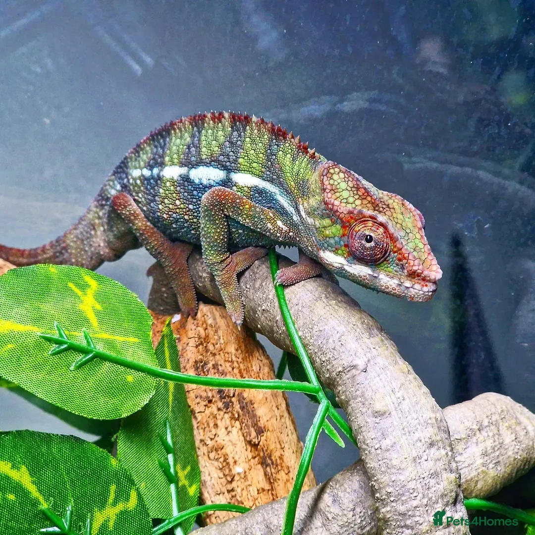 Chameleon reptiles for sale: Ambilobe Panther Chameleon Male - Advert 3
