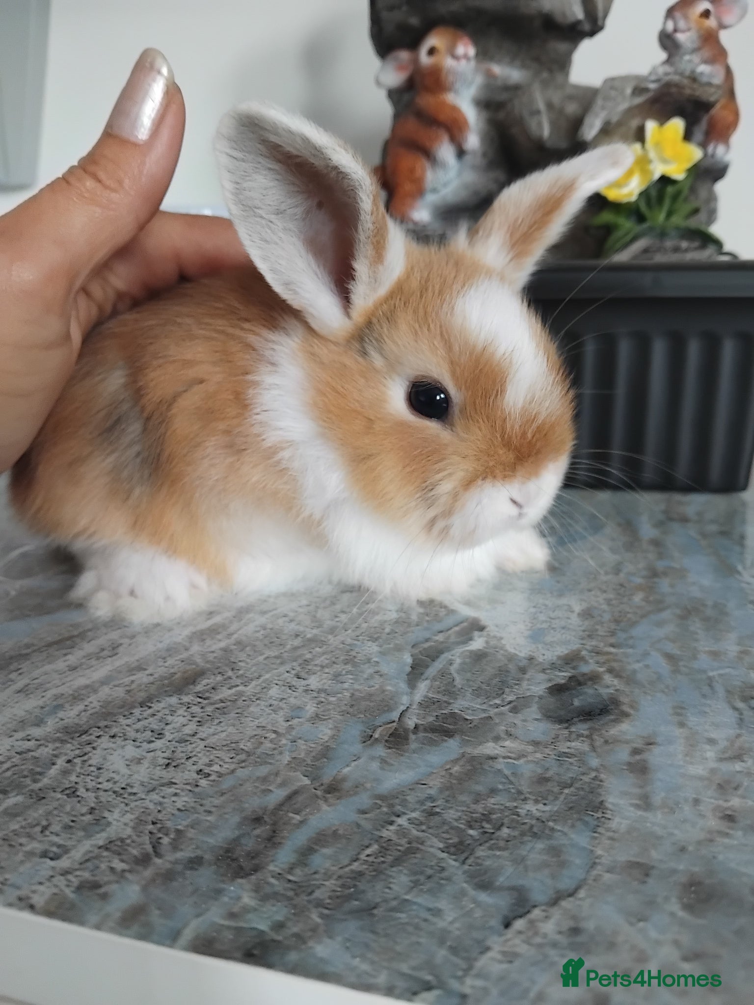 Mini Lop rabbits Baby lops - Advert 15
