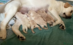 Labrador Retriever dogs for sale:  Yellow show puppies for sale to the right home - Image 3