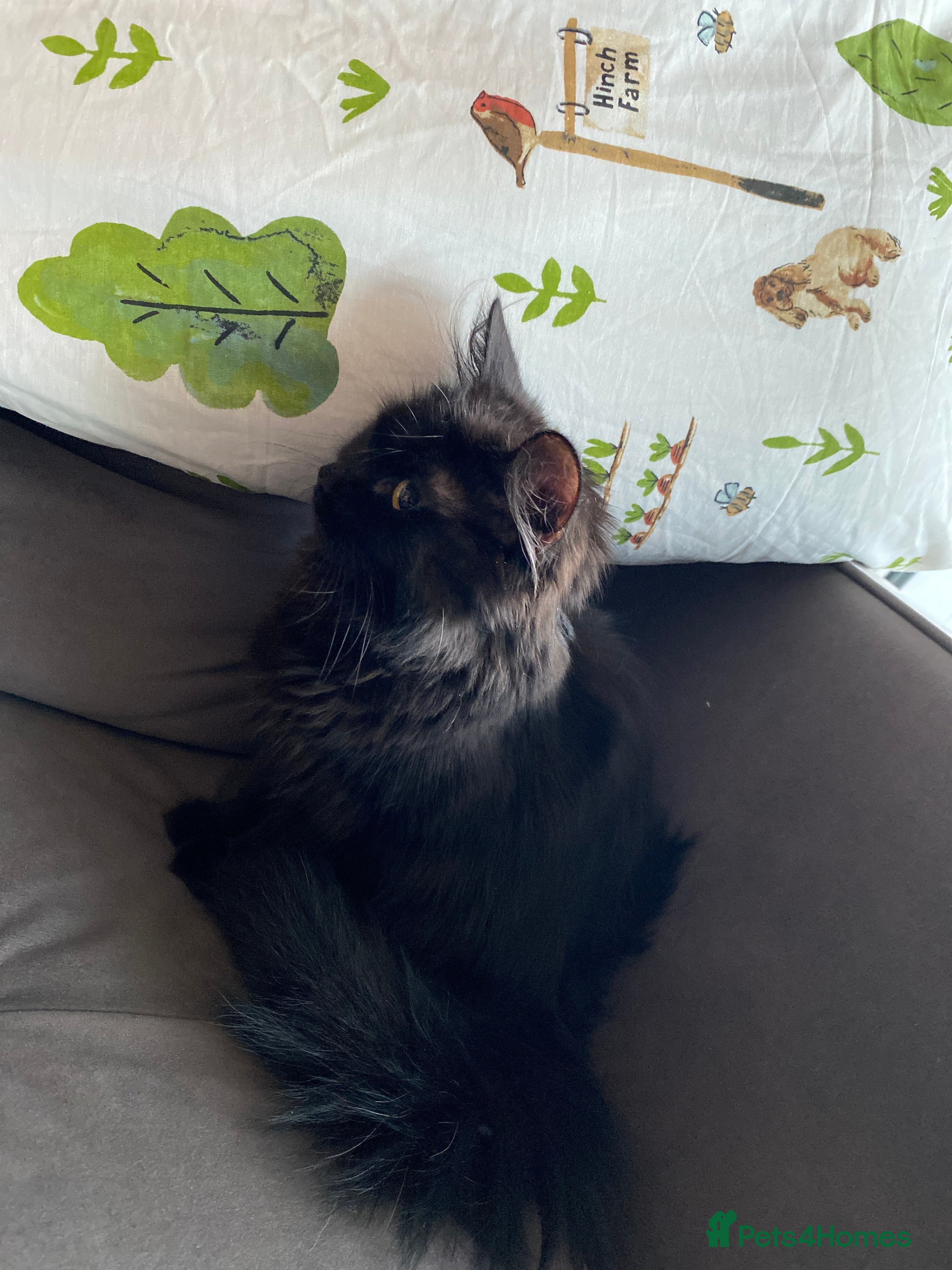 Mixed Breed cats Fluffy black & brown sweet princess  - Advert 1