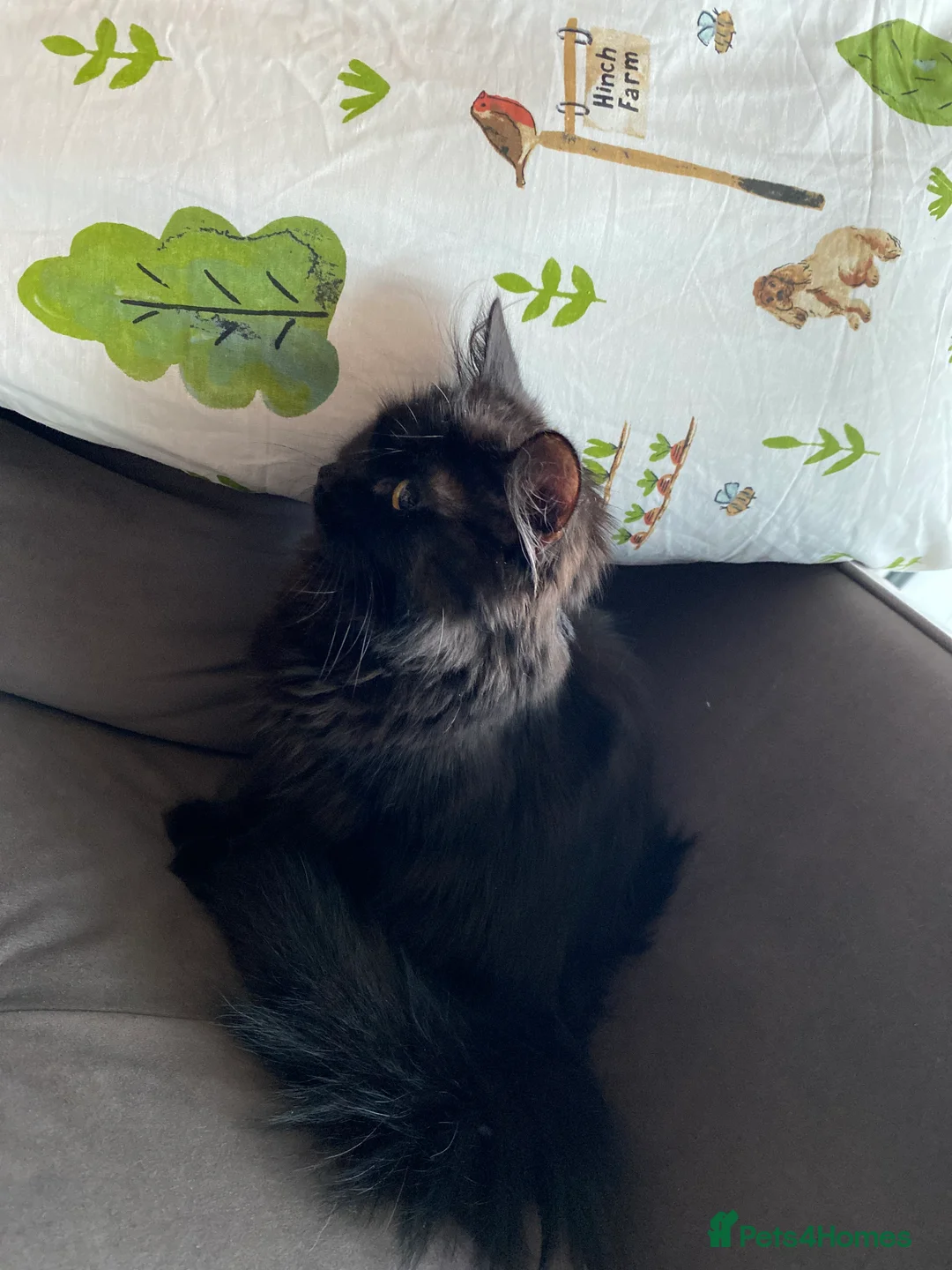 Mixed Breed cats for sale: Fluffy black & brown sweet princess  - Advert 1