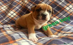 Staffordshire Bull Terrier dogs for sale: Red little one ❤️ - Image 7