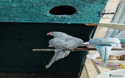 Ringnecks birds for sale: Opaline Ring Neck Breeding Pair – 8 Months Old - Image 3