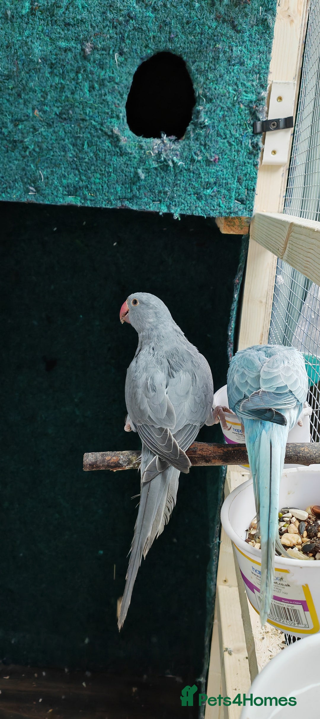Ringnecks birds for sale: Opaline Ring Neck Breeding Pair – 8 Months Old - Image 3