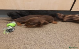 Miniature Dachshund dogs for sale: Miniture dashounds wire hair  - Image 10