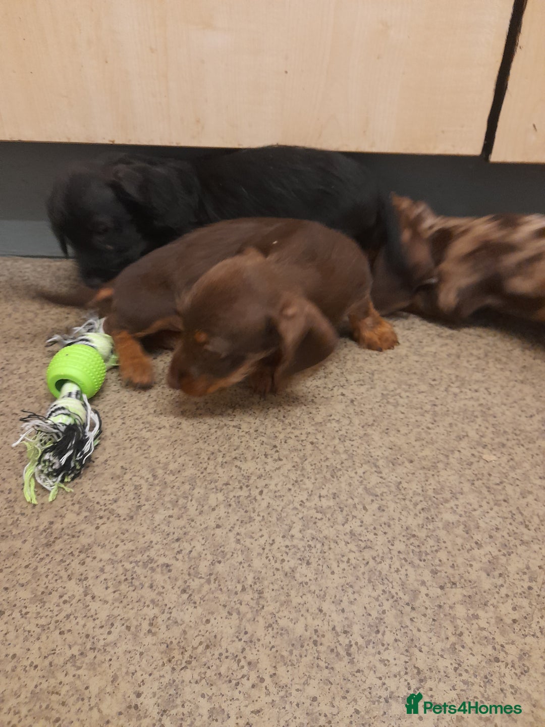Miniature Dachshund dogs for sale: Miniture dashounds wire hair  - Image 10