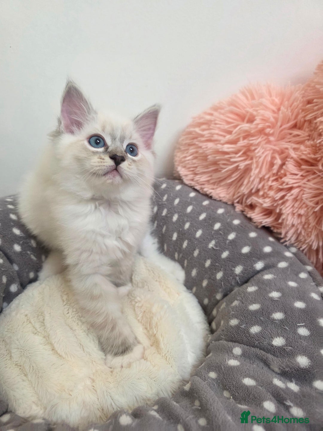 Ragdoll cats for sale: Beautiful GCCF Registered kittens - Advert 18