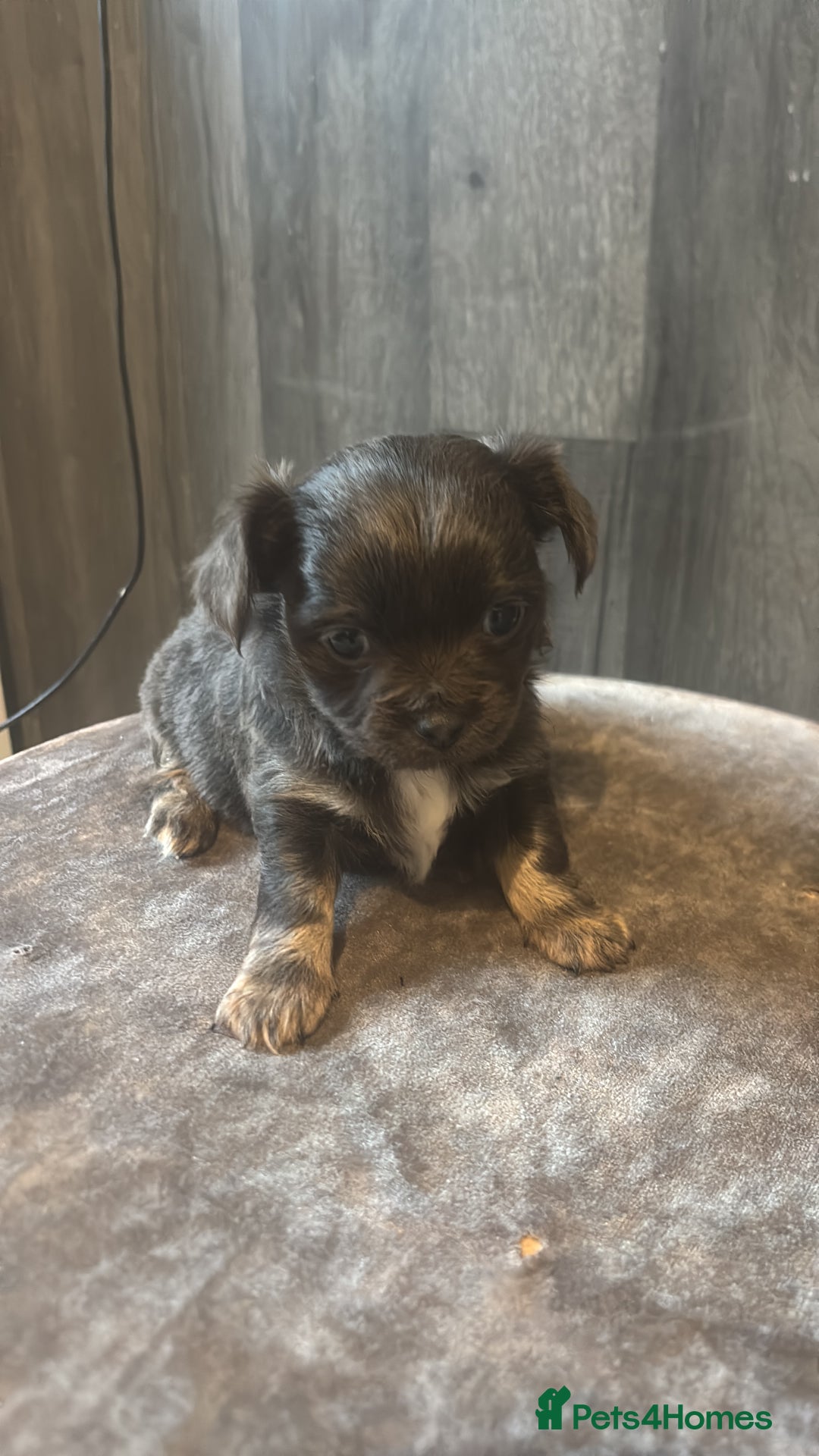 Chihuahua dogs for sale: Blue chihuahua puppy - Advert 2