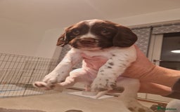 English Springer Spaniel dogs for sale: Stunning litter of English Springer Spaniels  - Advert 8