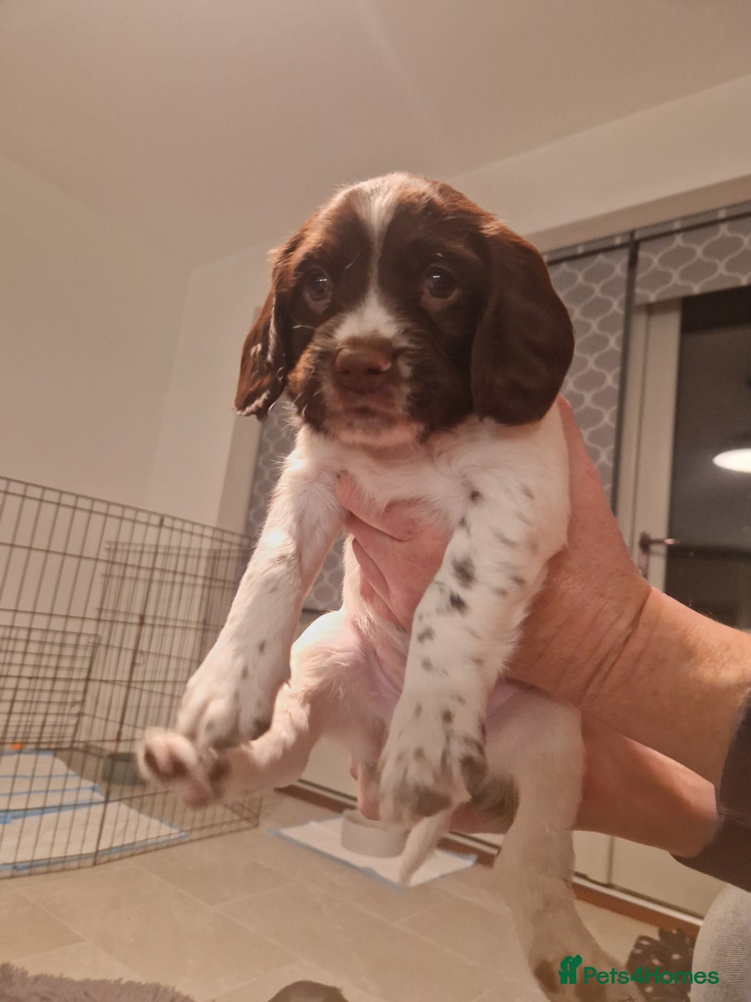 English Springer Spaniel dogs for sale: Stunning litter of English Springer Spaniels  - Advert 8