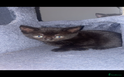 Mixed Breed cats for sale: British blue/Russian blue cross - Image 4