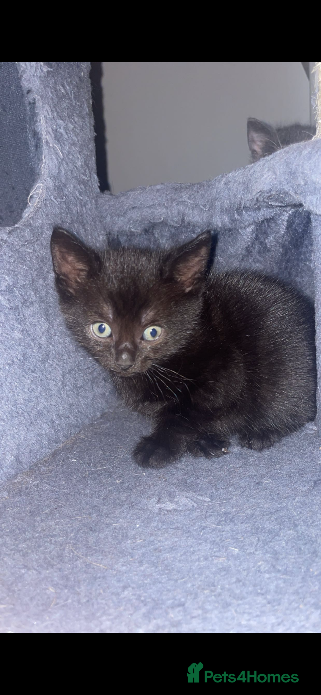 Mixed Breed cats for sale: British blue/Russian blue cross - Image 4