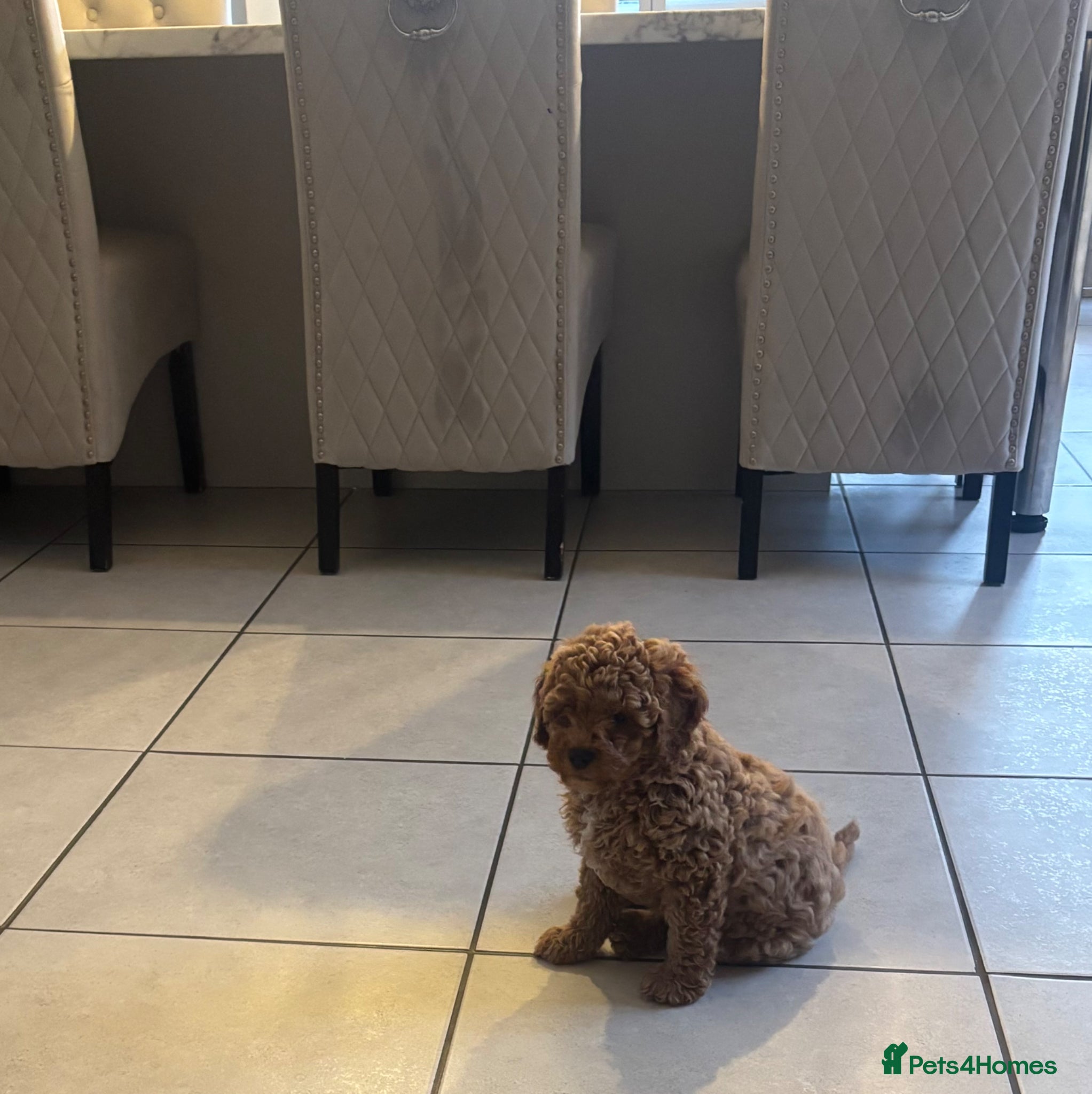 Cavapoochon dogs cavapooshon babies  - Advert 2