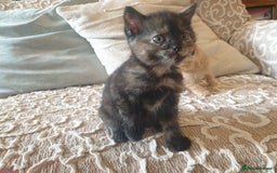 Mixed Breed cats for sale: Beautiful fluffy kittens - Image 7