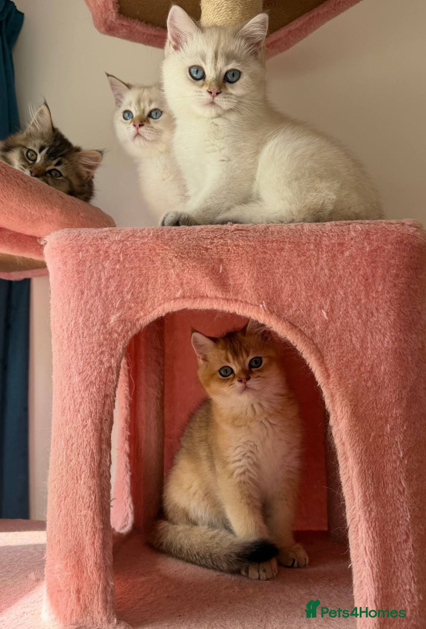 British Shorthair cats  VACCINATED MICROCHIPED LOOKING FOR A NEW HOME - Advert 17