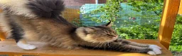 Maine Coon cats for sale: Stunning cat female Maine Coon black ticked tabby - Advert 3
