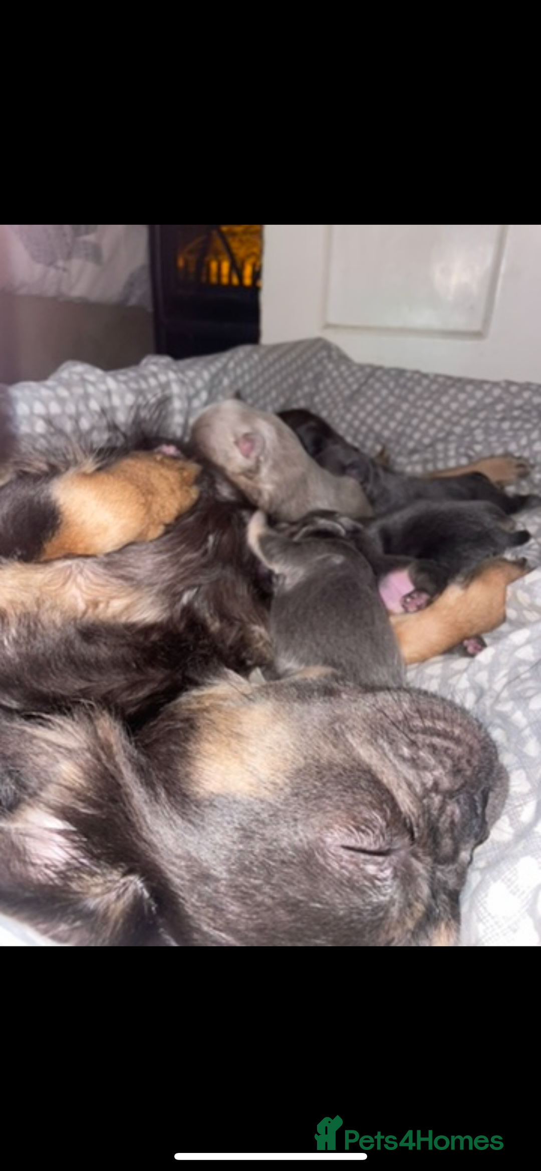 French Bulldog dogs for sale: Visual Fluffy Compact French Bulldogs 🩷🐶🐾 - Advert 30