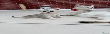British Shorthair 2
