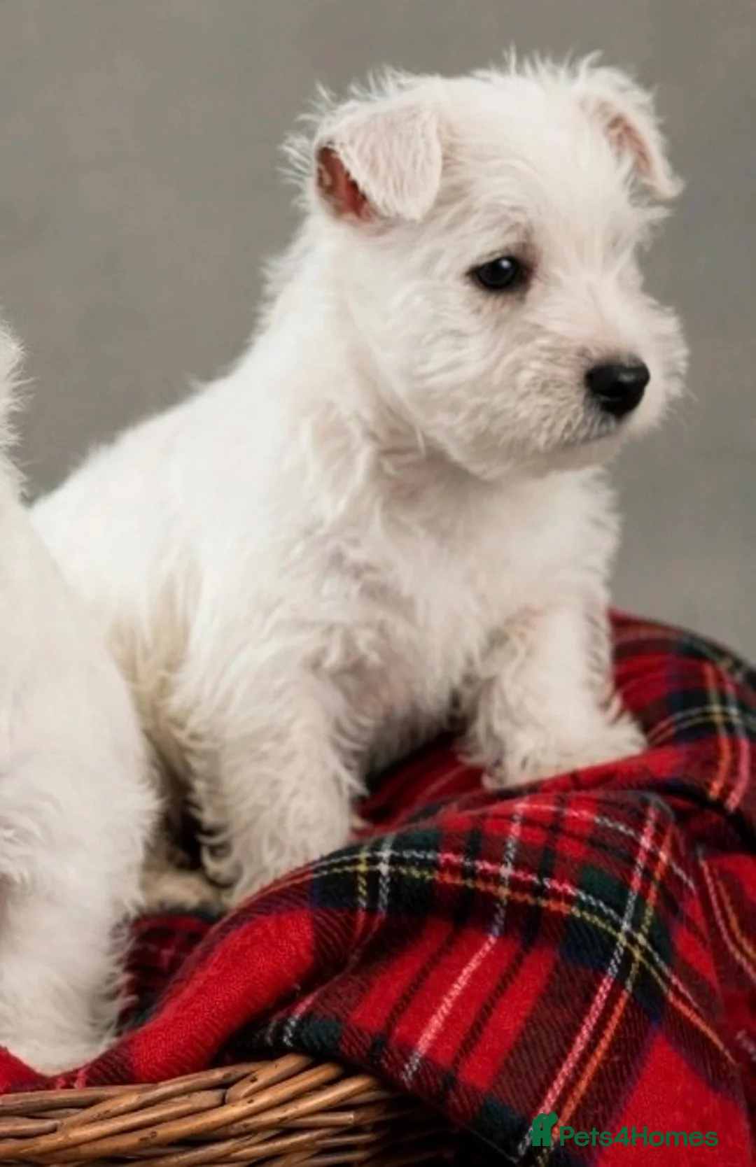 West Highland Terrier dogs for sale: Adorable west highland terrier puppies  - Advert 2