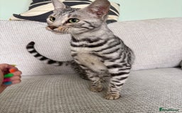 Toyger cats for sale: Superb rare silver Toyger girl  - Image 15