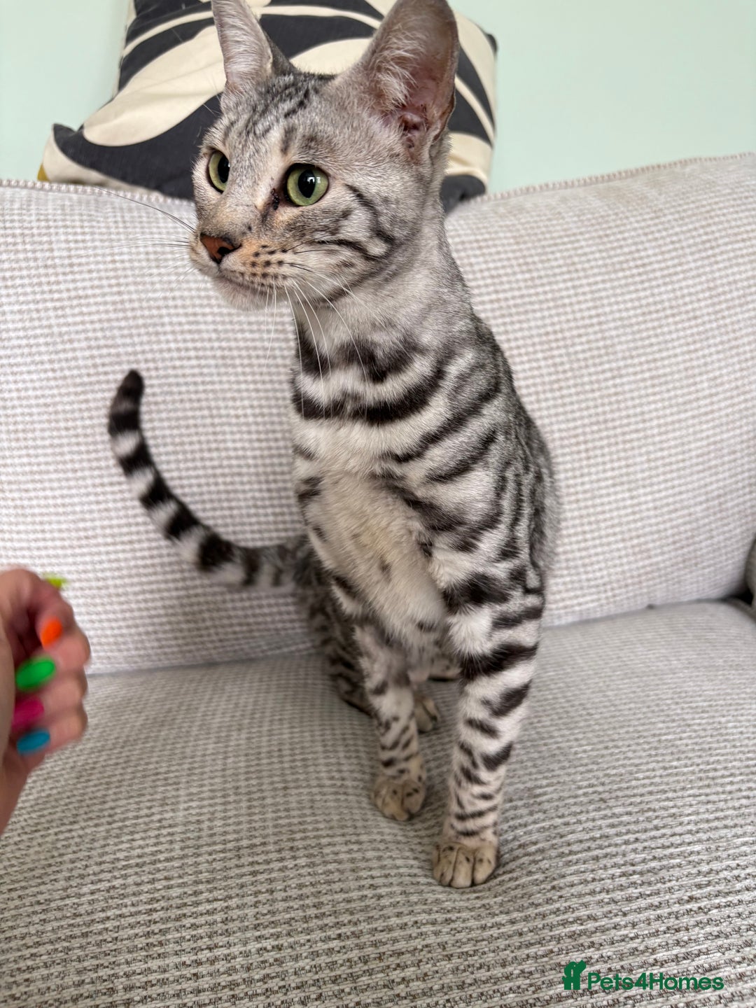 Toyger cats for sale: Superb rare silver Toyger girl  - Image 15