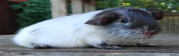 Guinea Pig rodents for sale: *SOLD* - Advert 10