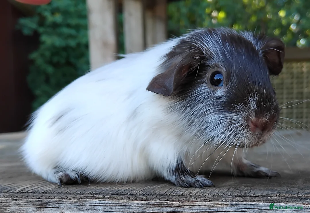Guinea Pig rodents for sale: *SOLD* - Advert 10