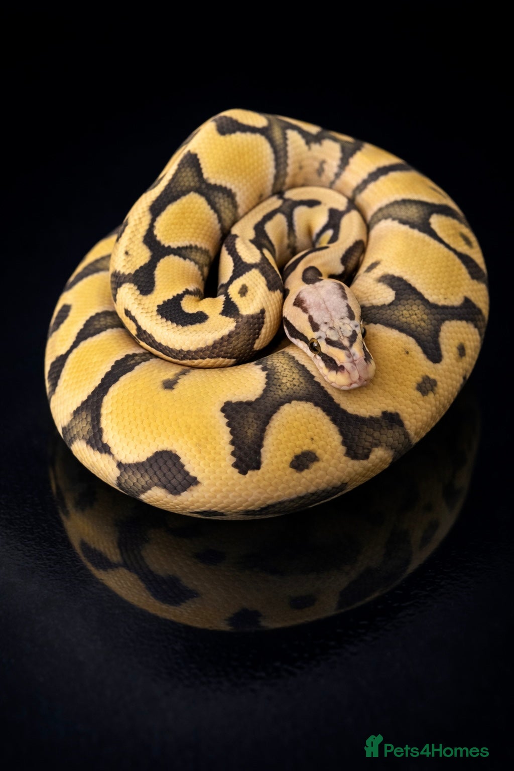 Python Snake reptiles BP - Offers Welcome - Advert 13