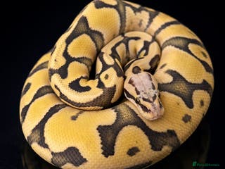 Python Snake reptiles BP - Offers Welcome - Advert 14