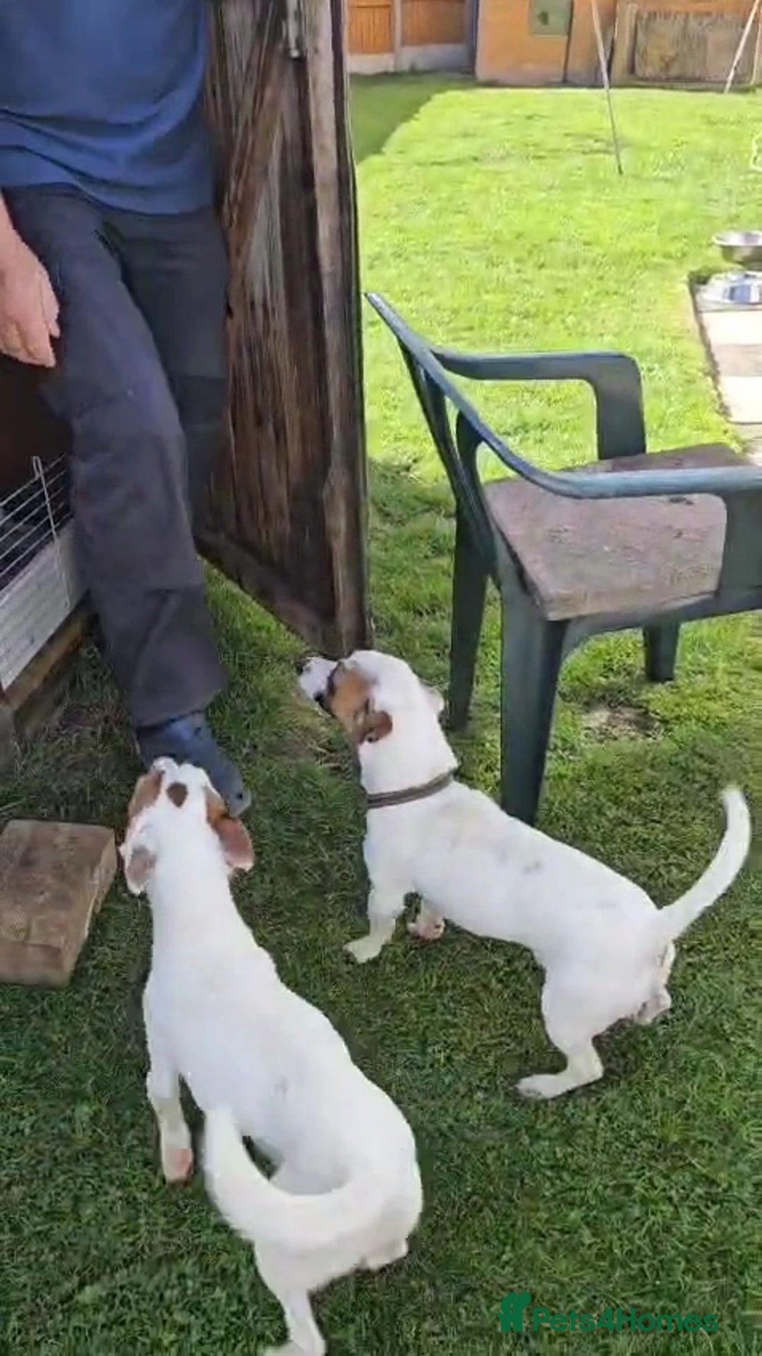 Jack Russell dogs for sale: Small Jack Russell terrier puppies  - Image 4
